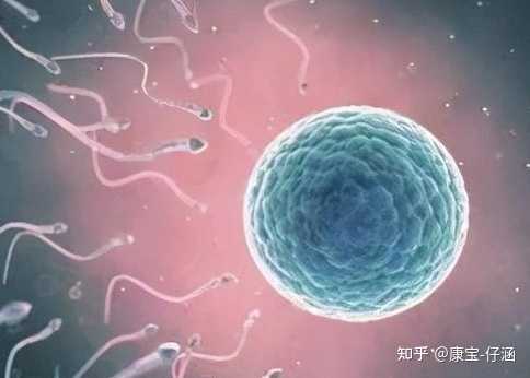 上海六院能不能供卵做试管助孕？,新鲜出炉上海供卵机构排名强十发布，附2