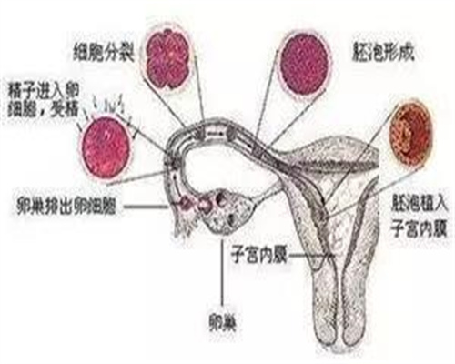 胎儿畸形最易发生在这个“阶段”，孕妈若能顺