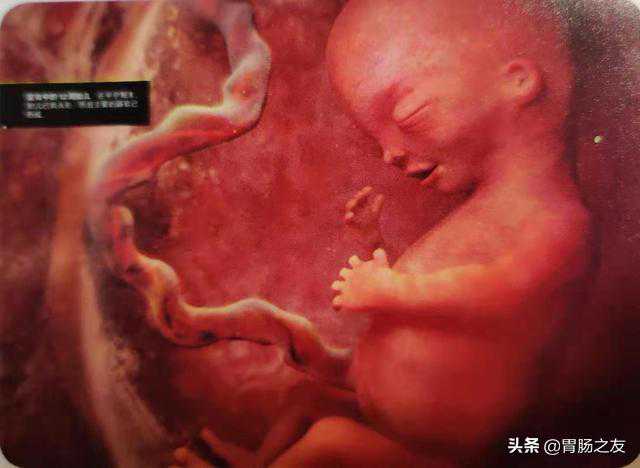 深圳卵巢早衰50天没怀孕_想知道十月怀胎的过程吗？九幅图为您展示胎儿在子宫